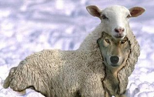 Wolf in Sheep's clothing image
